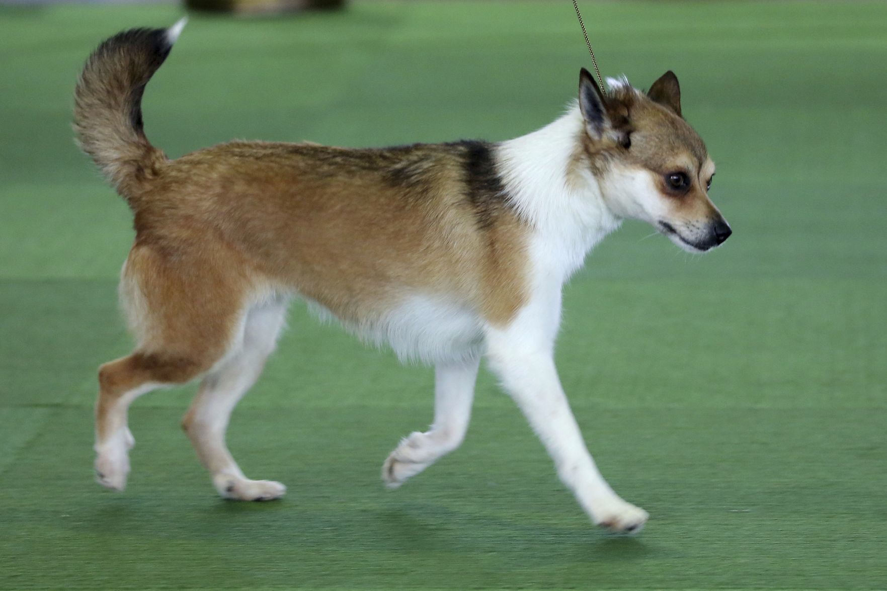 Westminster Dog Show